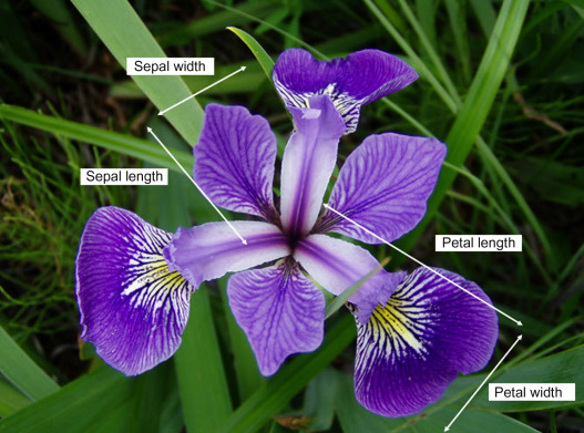 Measurements of an iris flower